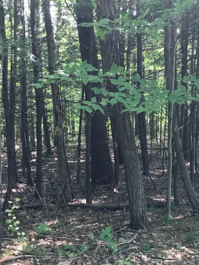 walking near me in Parc de Fontainebleau in winter