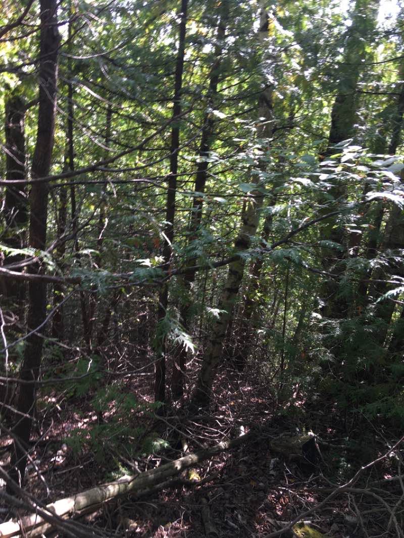 walking near me in Forks of the Credit Provincial Park in winter