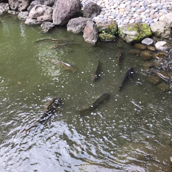 Freedom🐰🐲🐒🐶 post 2