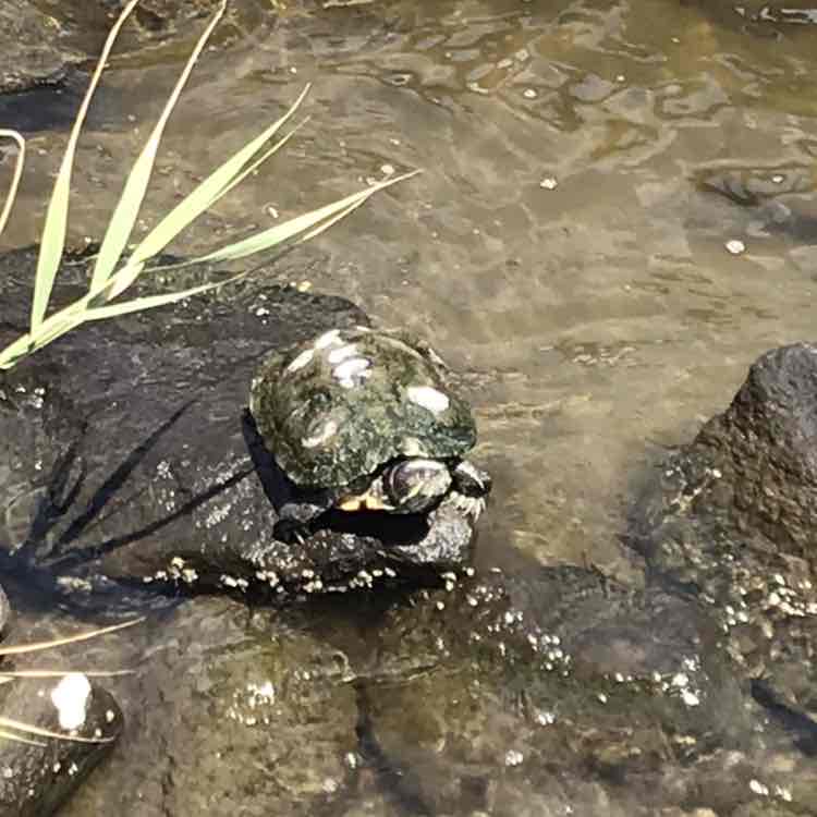 Freedom🐰🐲🐒🐶 post 1