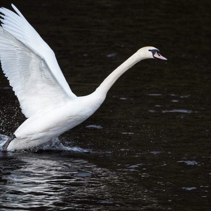 Tommykeenan56 post 3