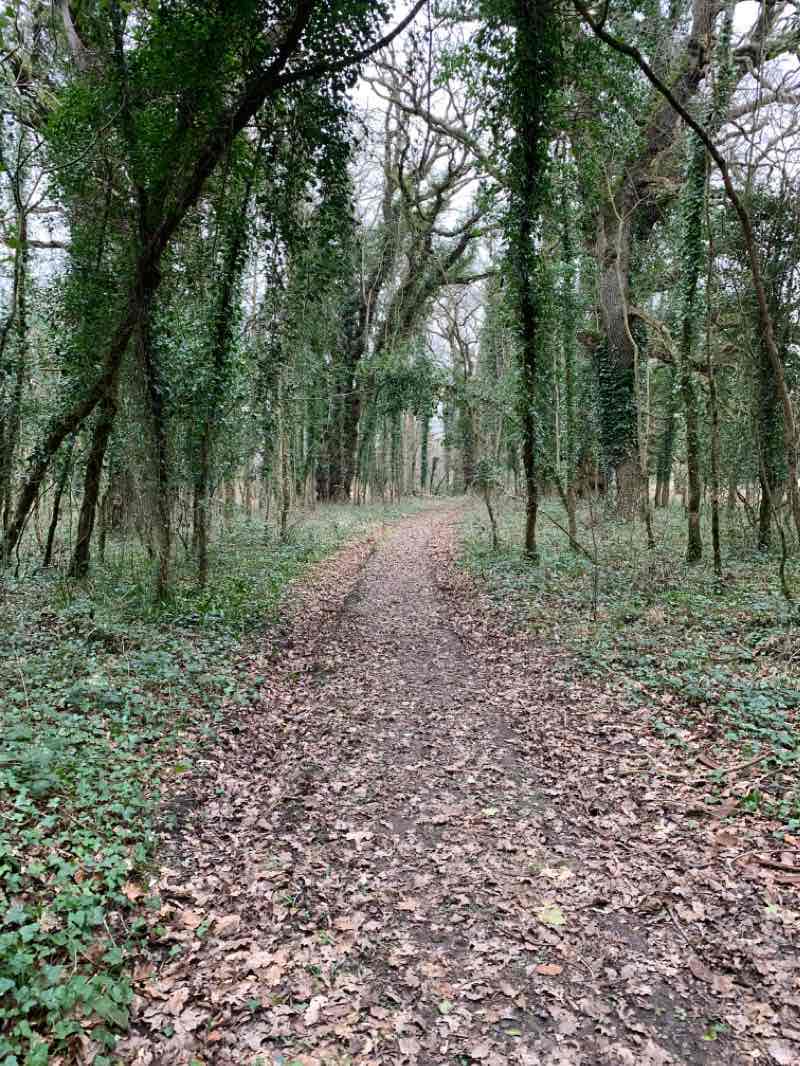 walking near me in Lloyd Town Park in winter