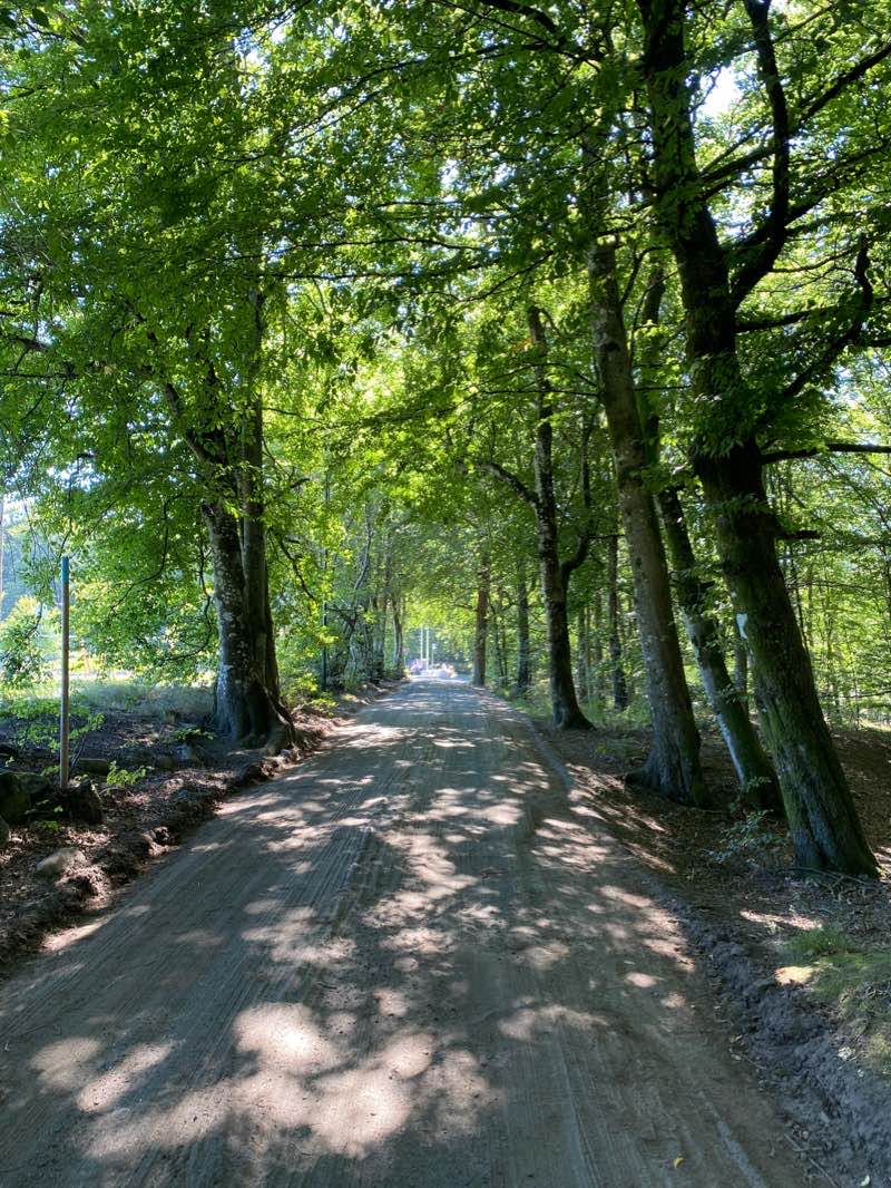 walking near me in Bøkeskogen in winter
