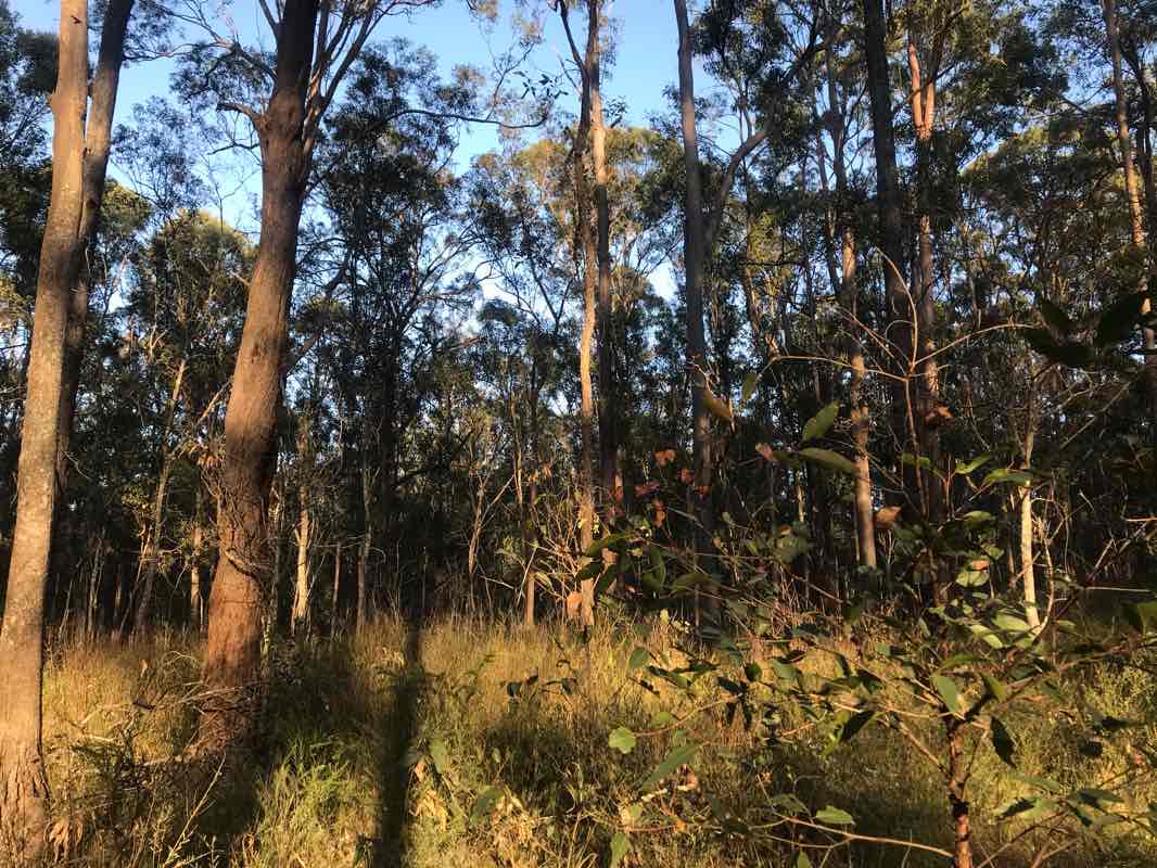walking near me in Daisy Hill Conservation Park in summer