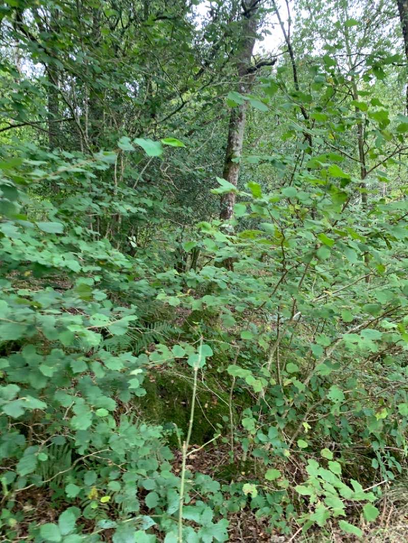 walking near me in Borrans Park in winter