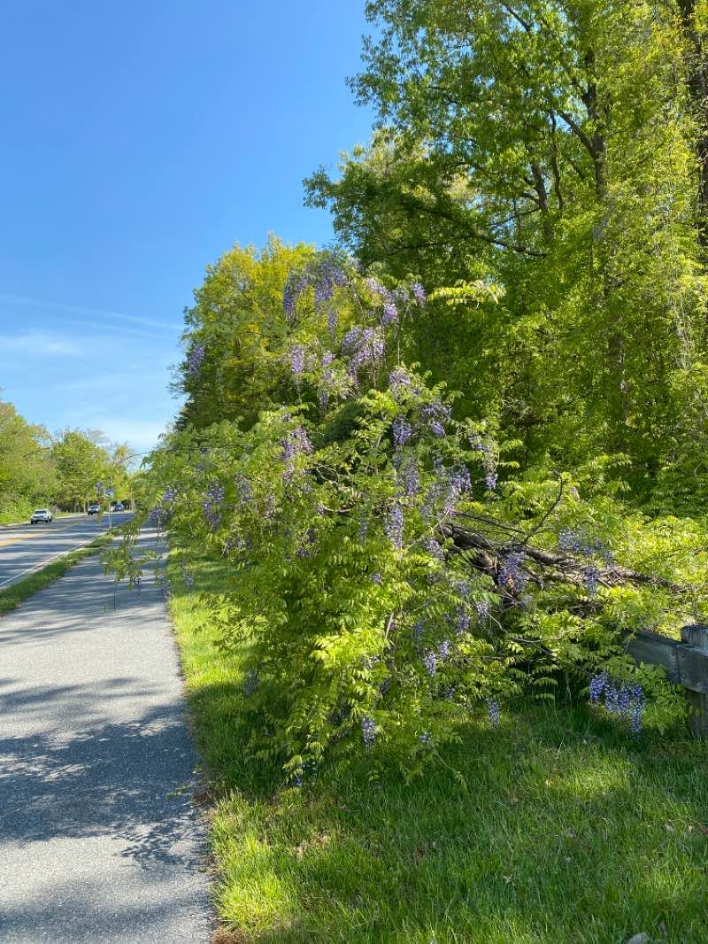 walking near me in Granville Gude Park & Lakehouse in winter