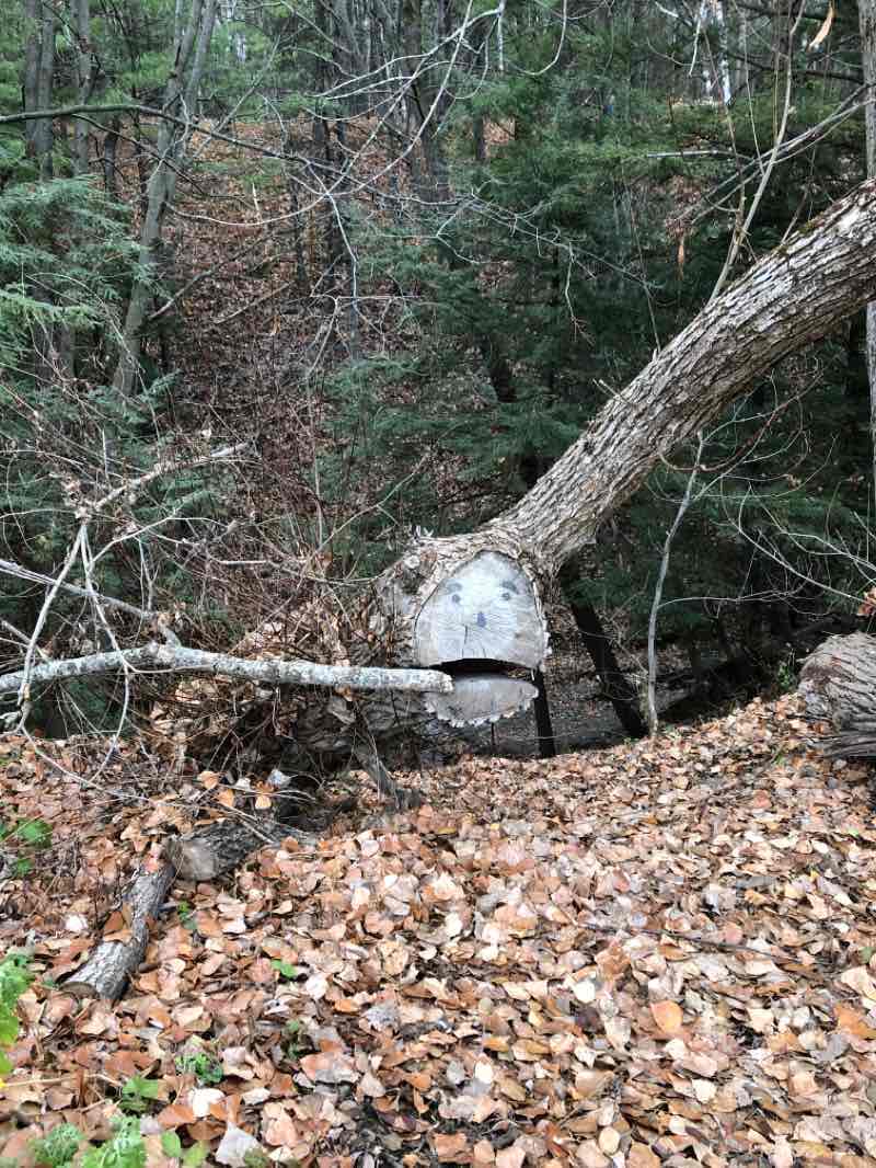 walking near me in Parc Vallée-des-Rois in winter