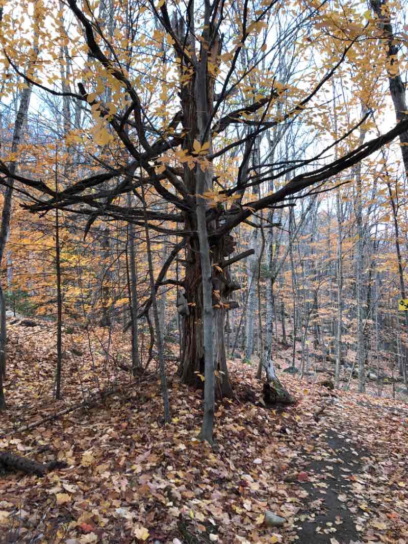 walking near me in Parc Roger-Cabana in winter