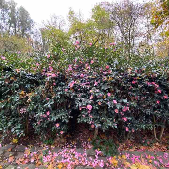 Elisa 🇫🇷🙋‍♀️🐉🌺 post 2