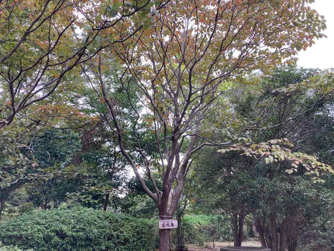 walking near me in Wakamatsu Park in winter