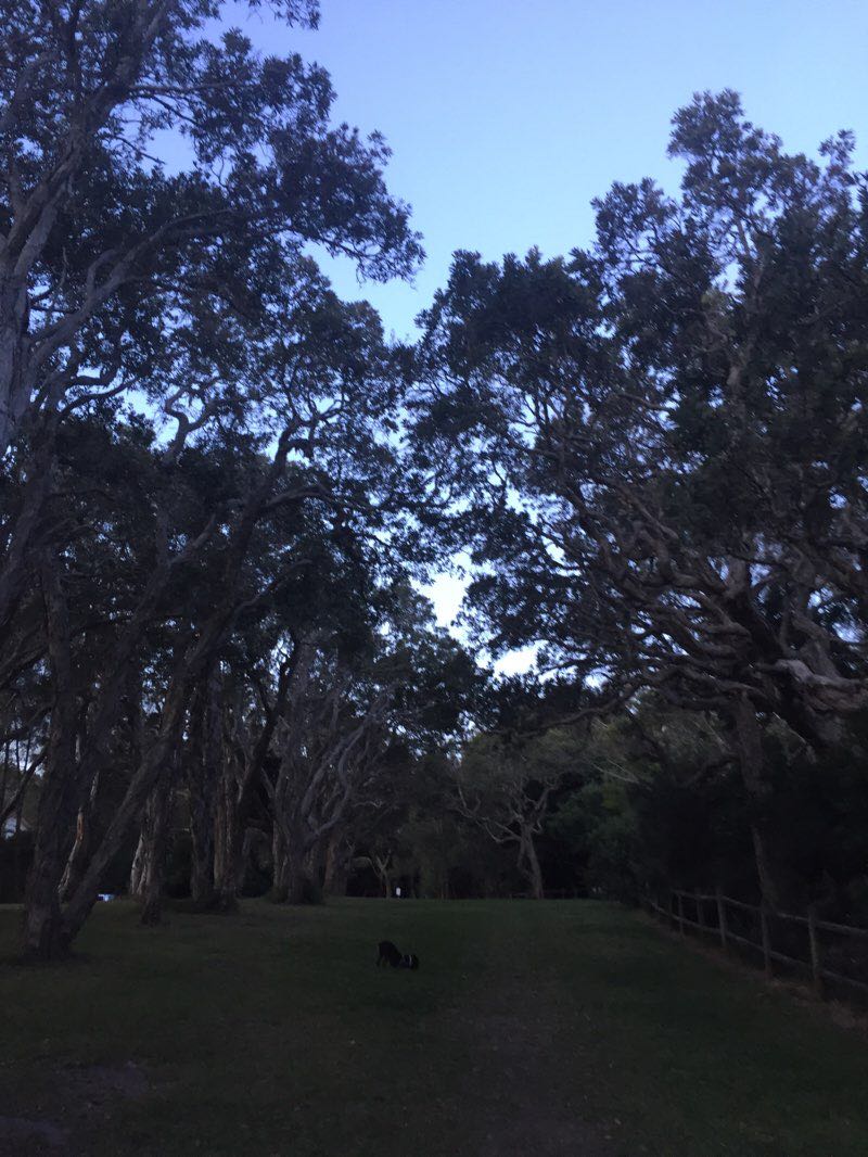 walking near me in Coffs Coast Regional Park in summer