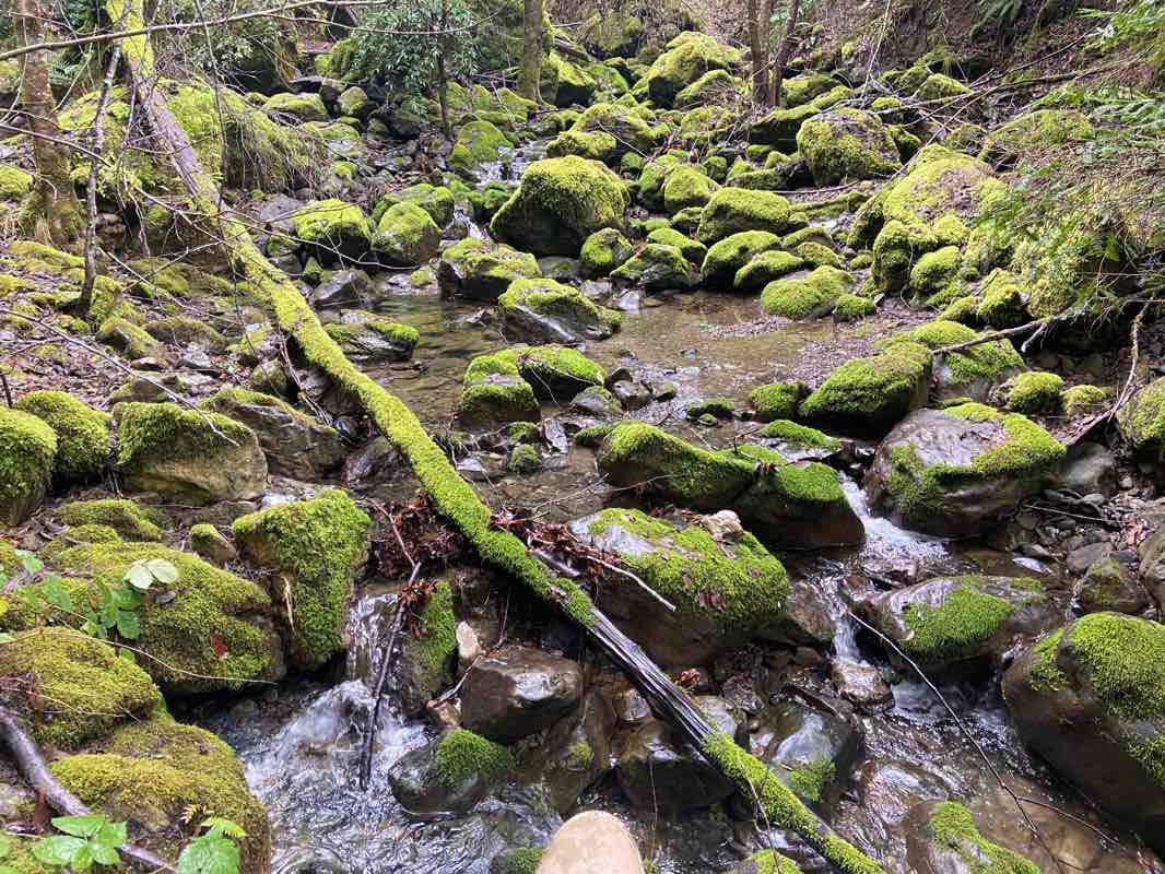 walking near me in Montgomery Woods State Natural Reserve in winter