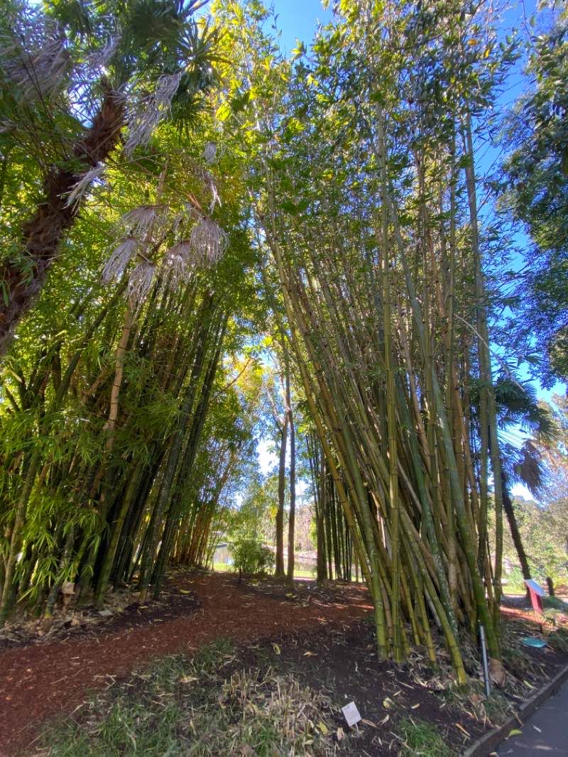 walking near me in Domain Tarpeian Precinct in summer