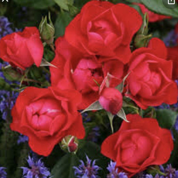 Antonio 🥇🏰🥇 post 1