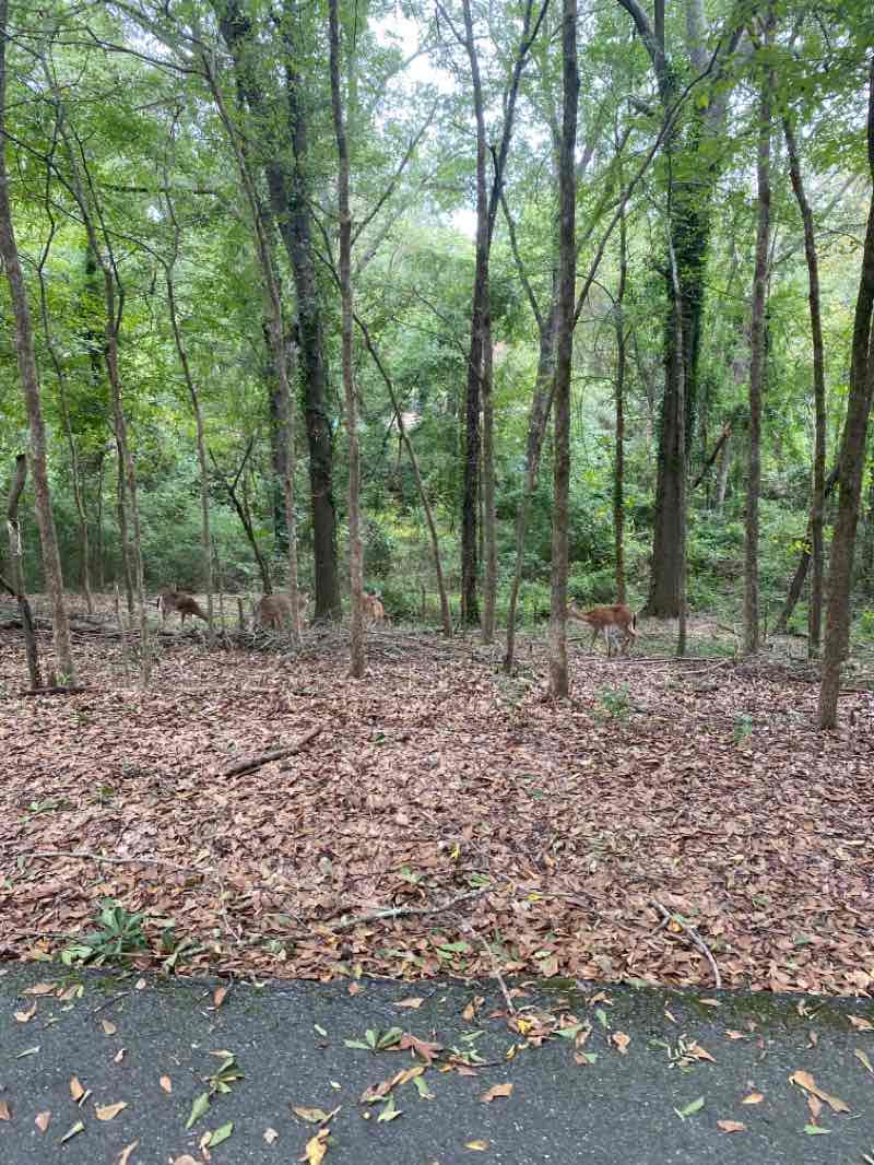 walking near me in Dudley Park in winter