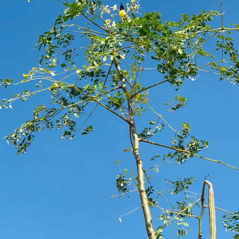 Nandini Jaiprakash post 1