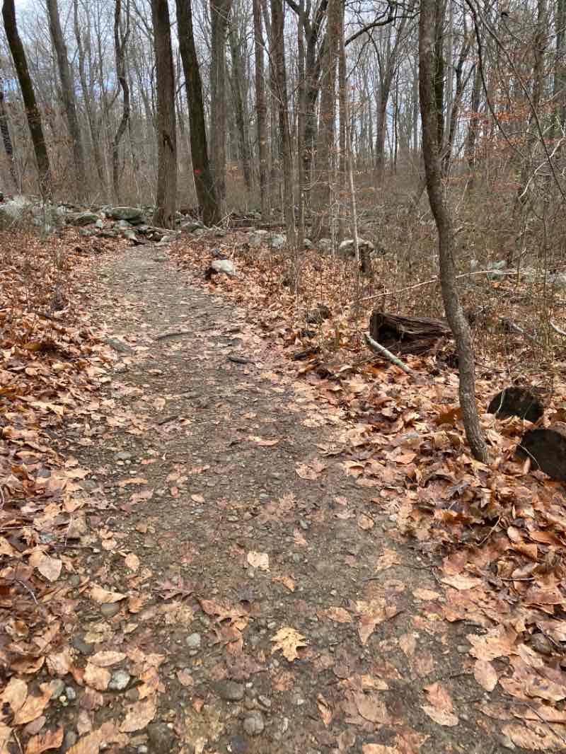 walking near me in Bartlett Arboretum Historic Preserve in winter