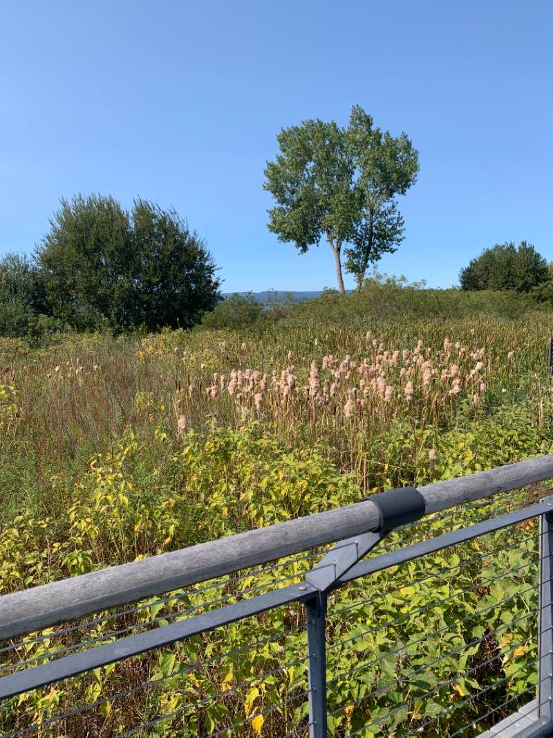 walking near me in Senasqua Park in winter
