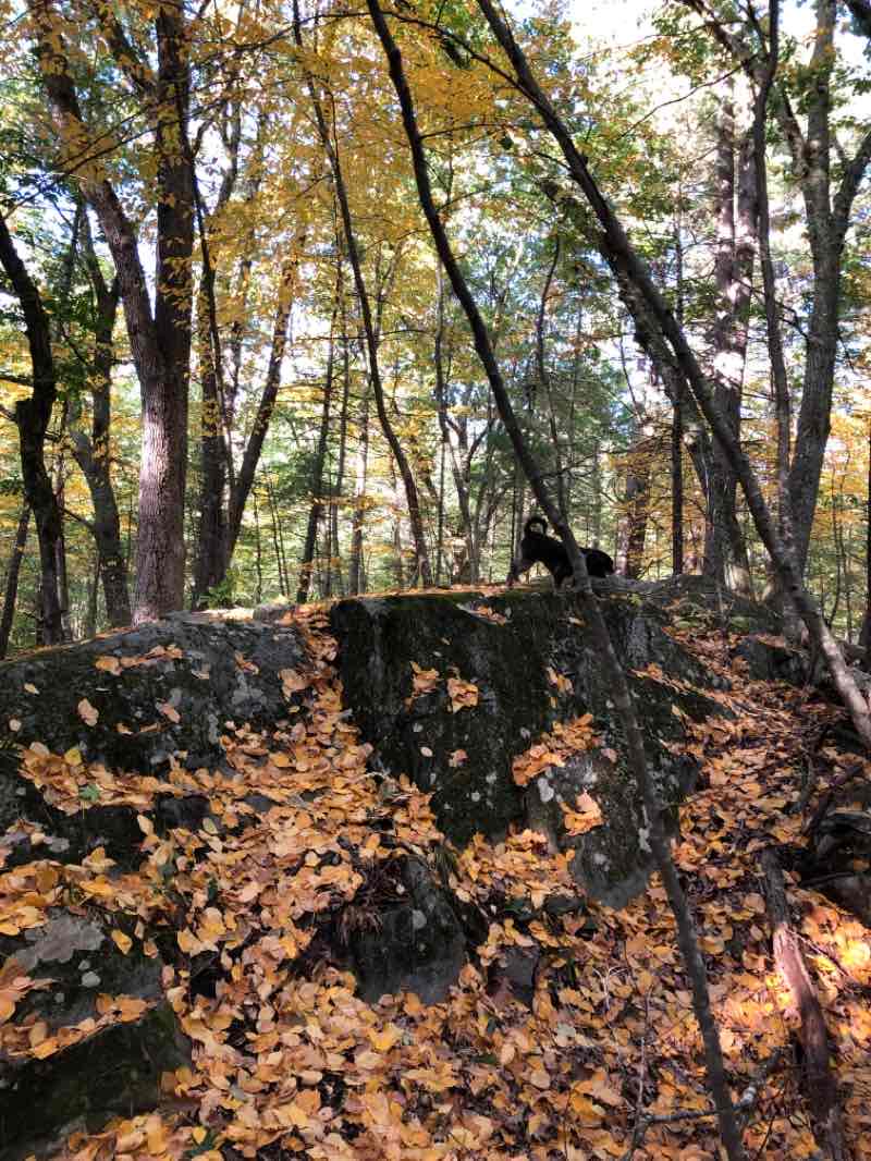 walking near me in Spring Hill Conservation Land in winter