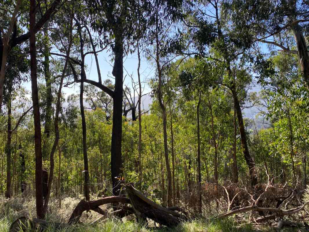 walking near me in Yarra Ranges National Park in summer
