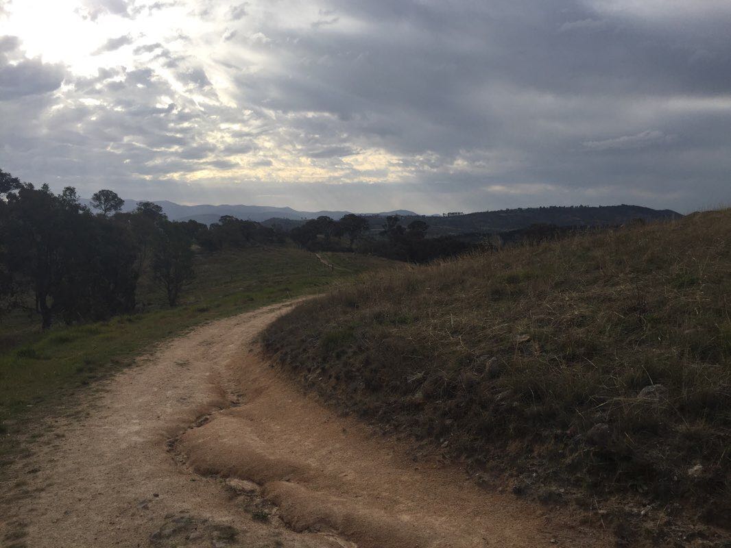 walking near me in Cooleman Ridge Nature Reserve in summer