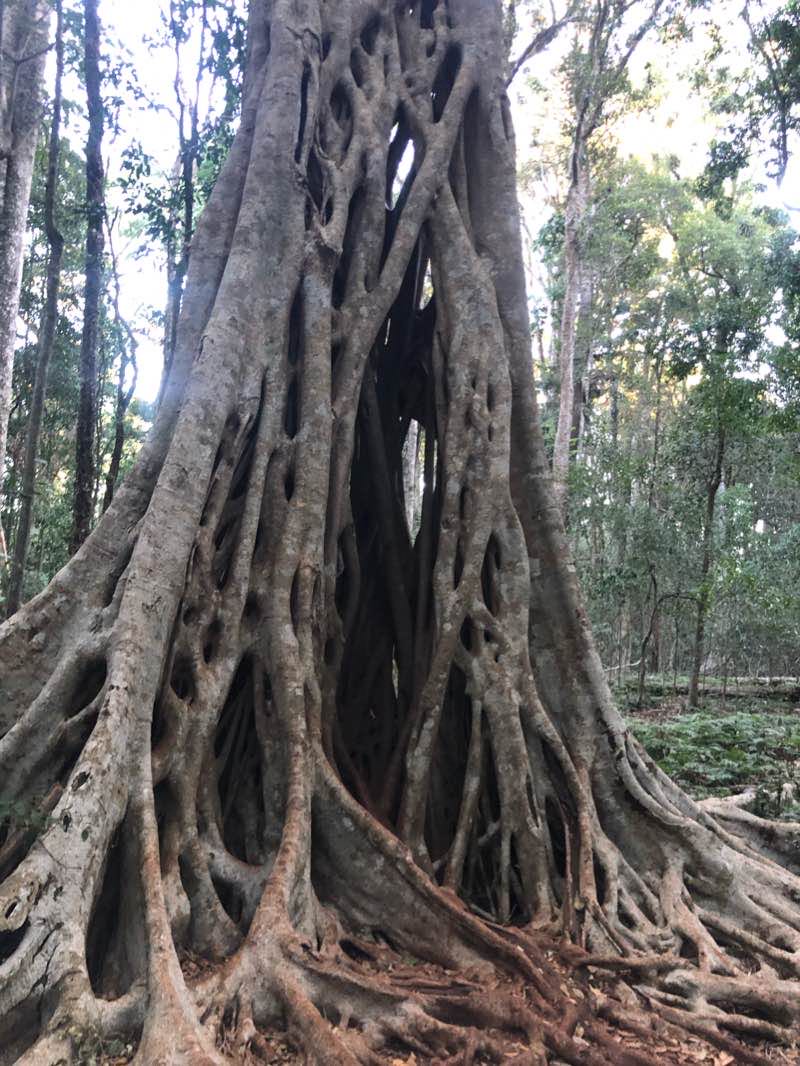 walking near me in Bunya Mountains National Park in summer