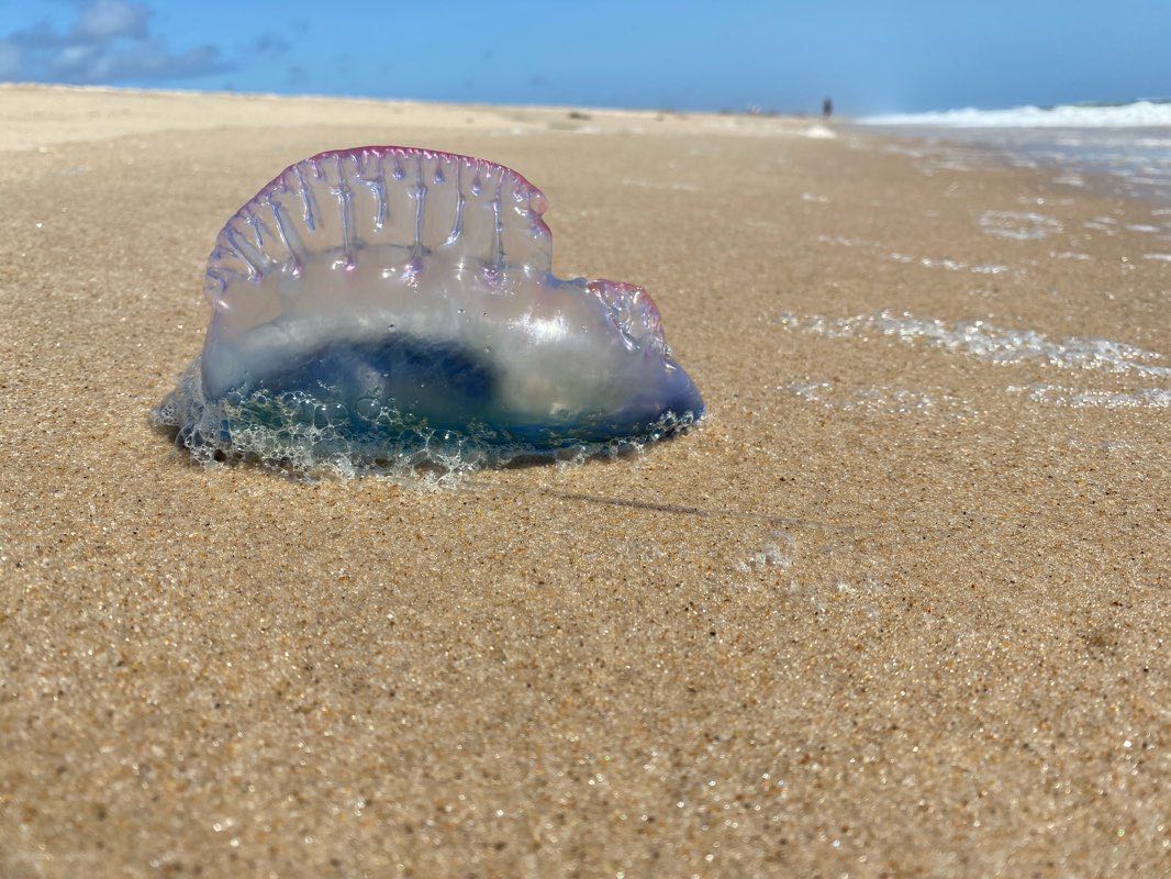 walking near me in Atlantic Double Dunes Preserve in winter