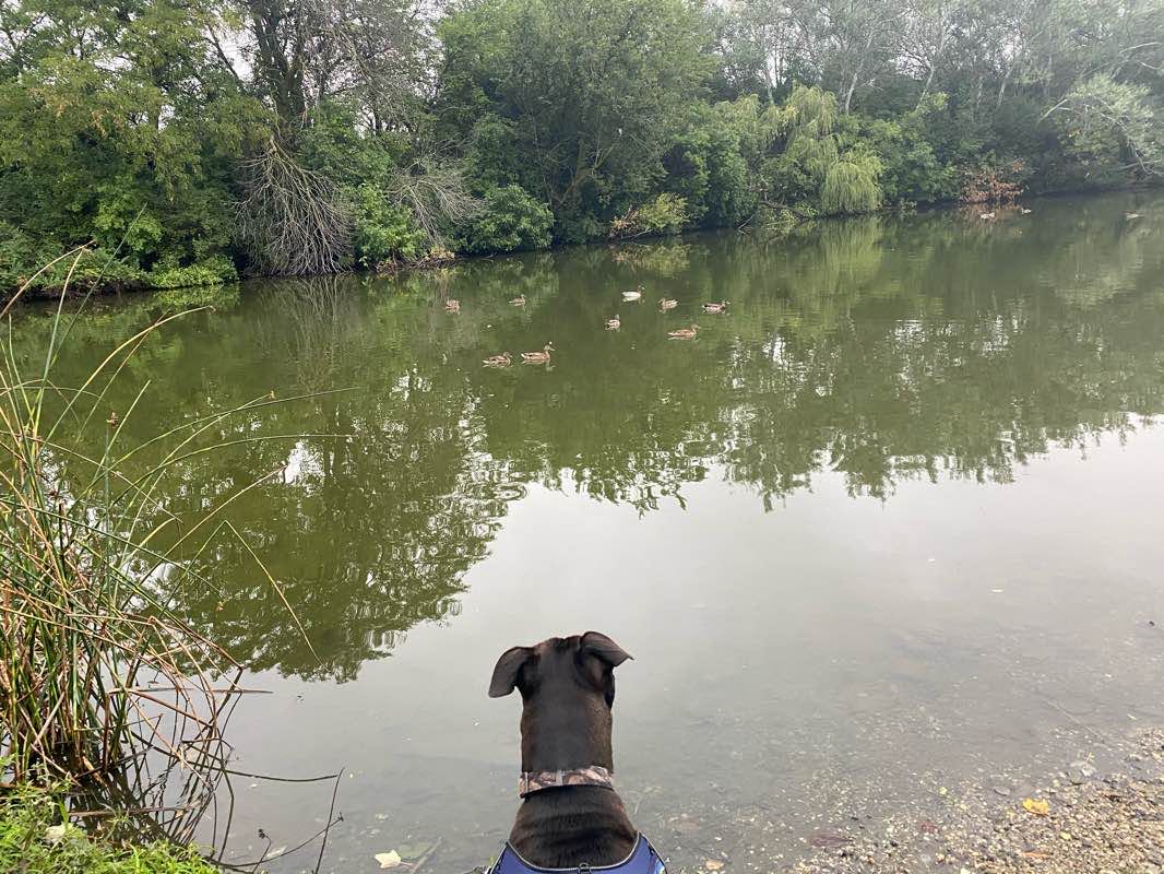 walking near me in Marquette Park in winter