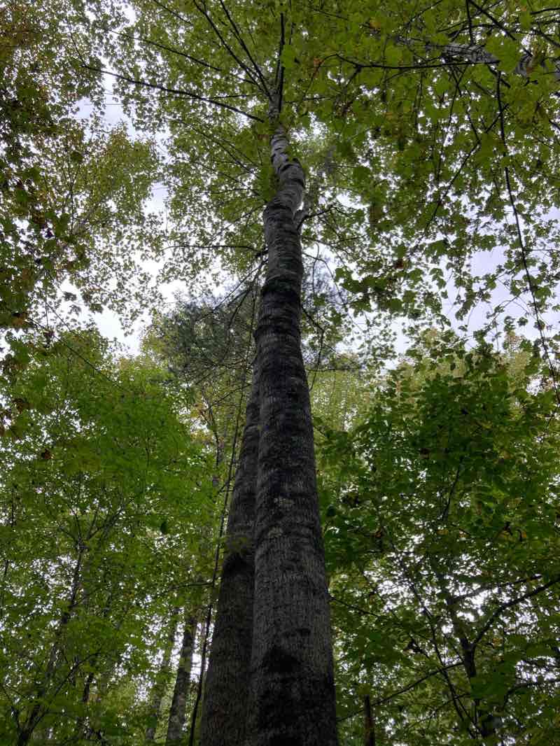 walking near me in Mayo Mountain Access in winter