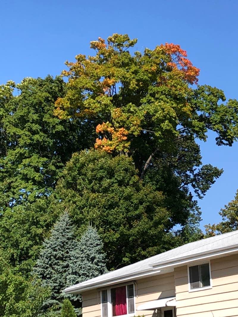 walking near me in McCarty Park in winter