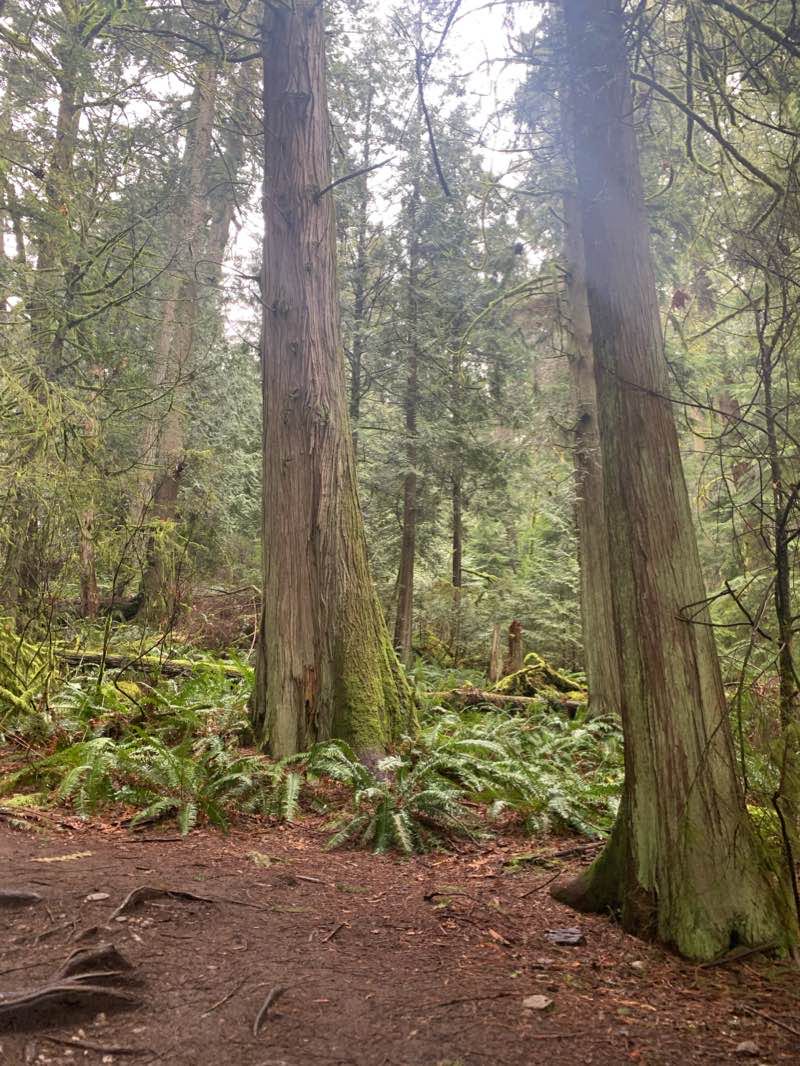 walking near me in Nelson Canyon Park in winter