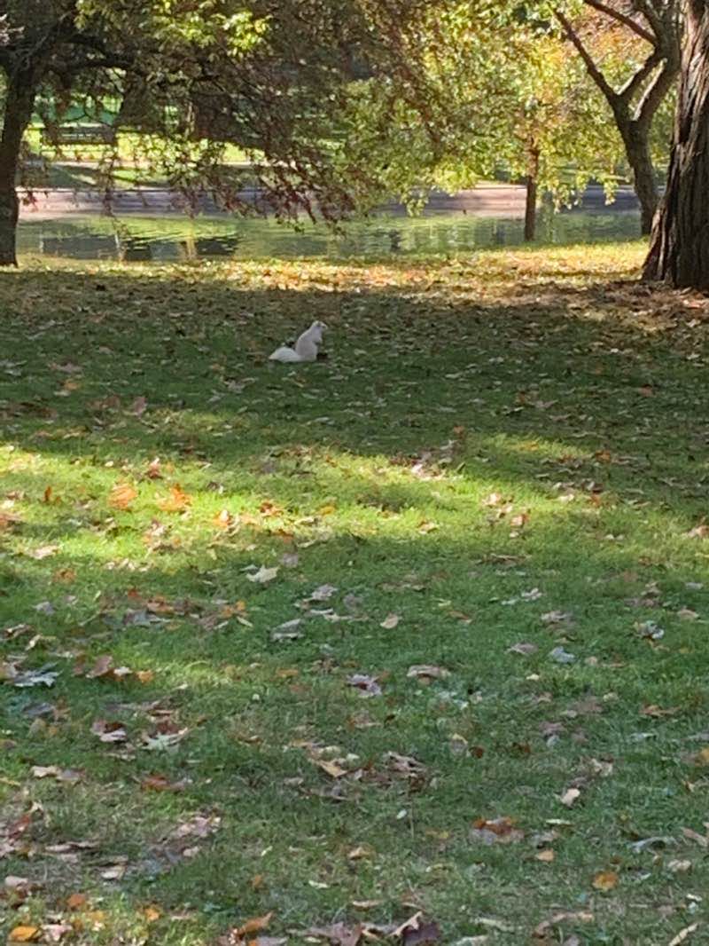 walking near me in Wilcox Park in winter