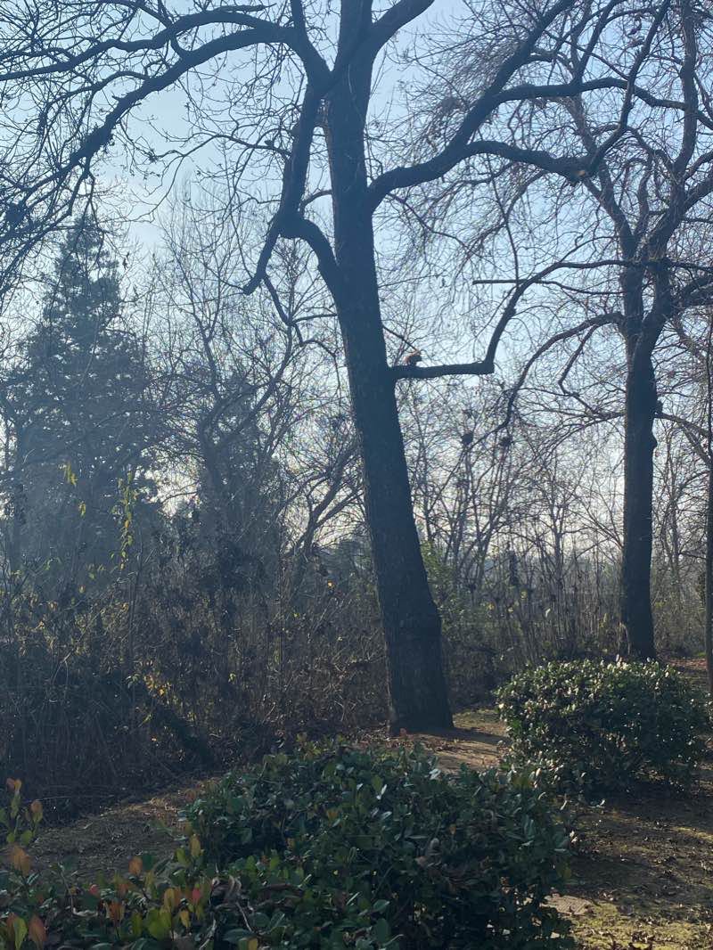 walking near me in Black Rascal Strip Park in winter