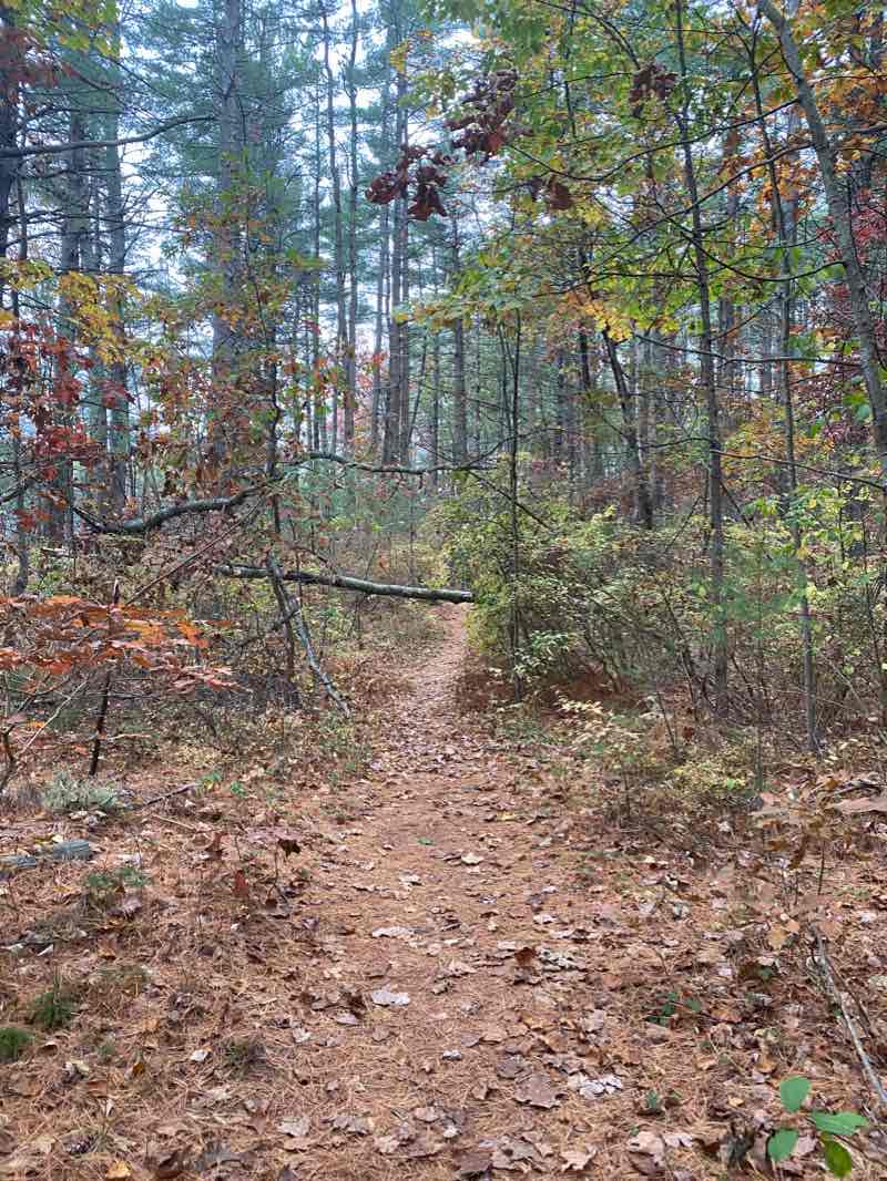 walking near me in Greenough Land in winter