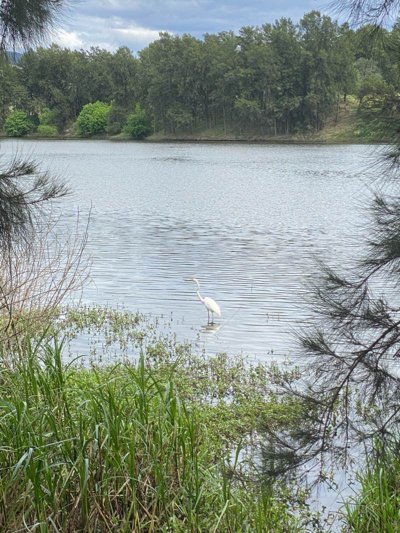 walking near me in Yarramundi Reserve in summer