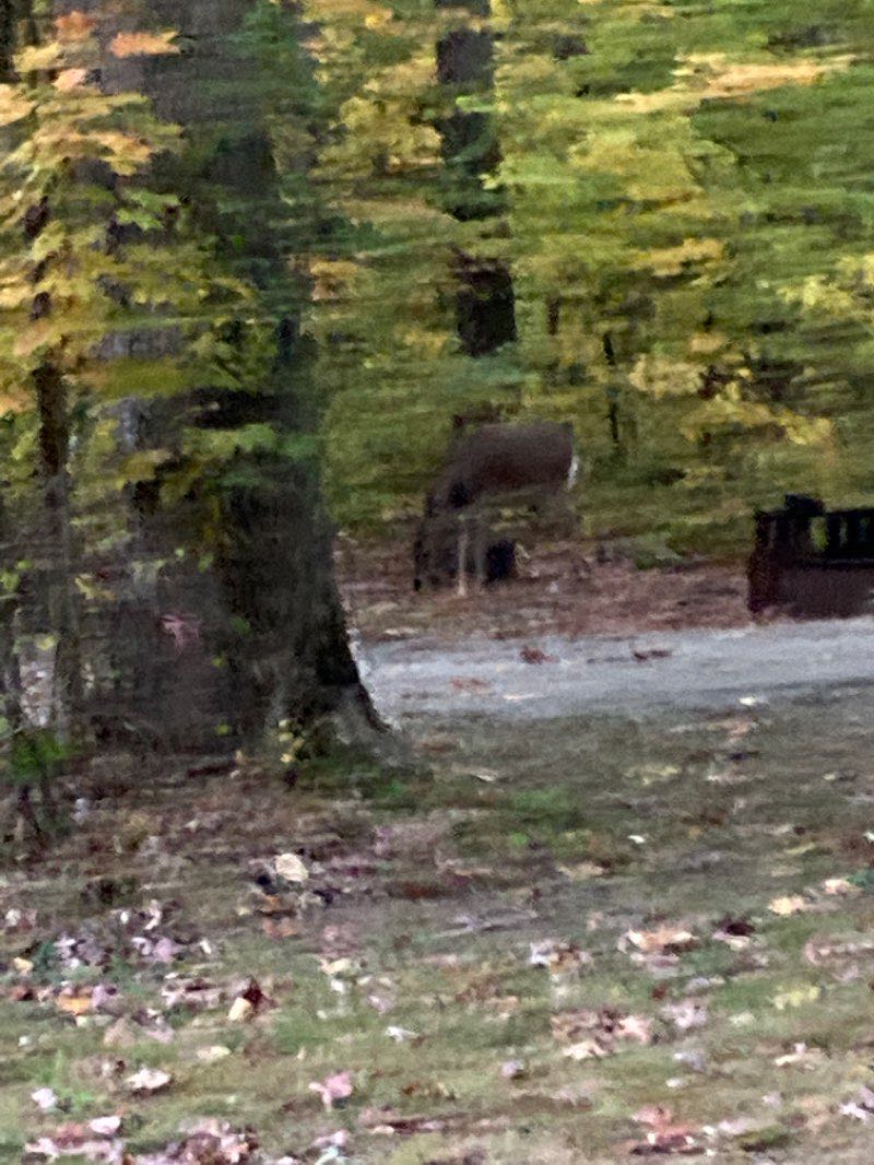 walking near me in Laurel Hill State Park in winter
