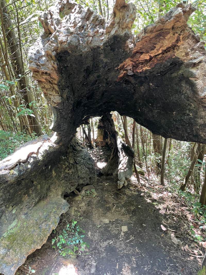 walking near me in Steavensons Falls Natural Features and Scenic Reserve in summer