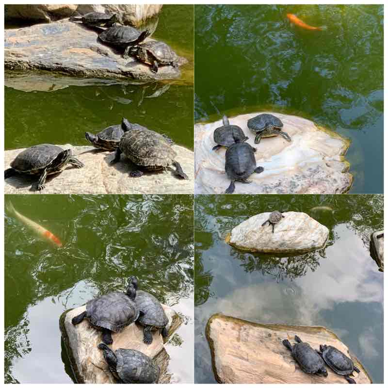 佩紅JO🇭🇰90 post 2