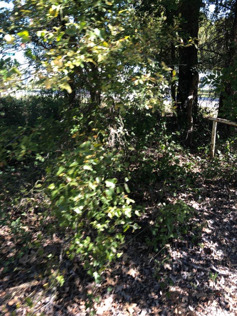 walking near me in Meadowmere Park in winter