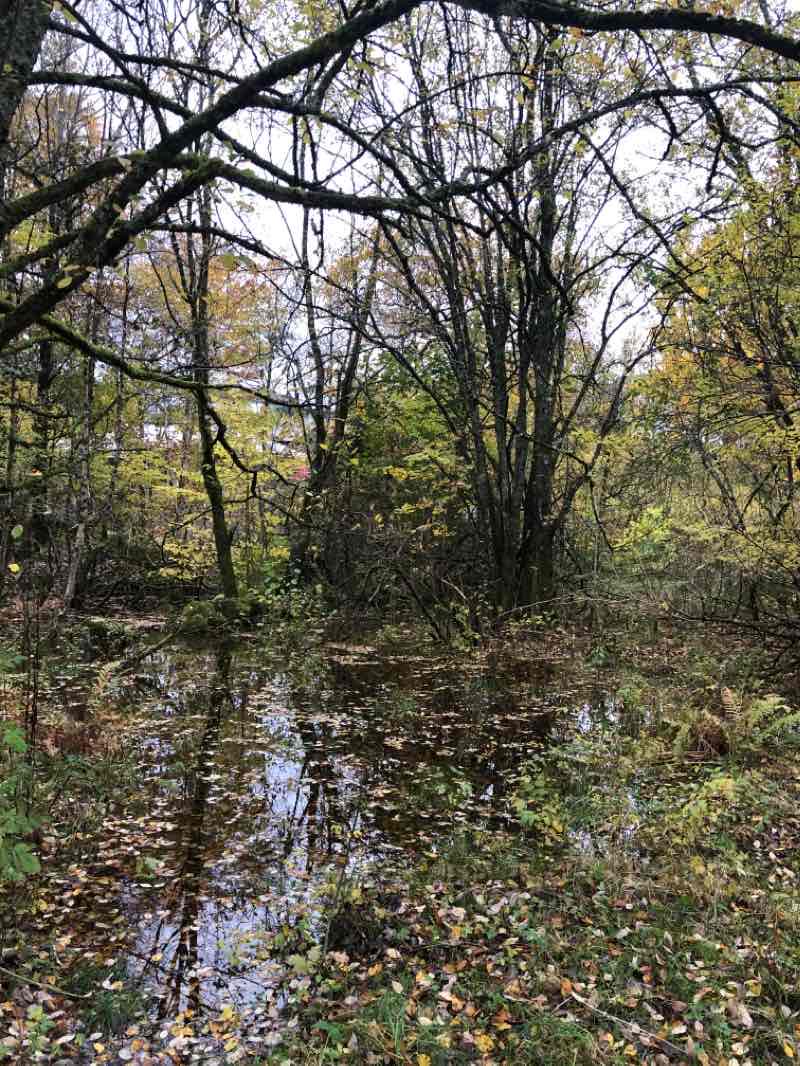 walking near me in Frøylandsparken in winter
