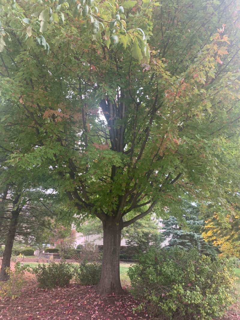 walking near me in Springbrook Prairie in winter