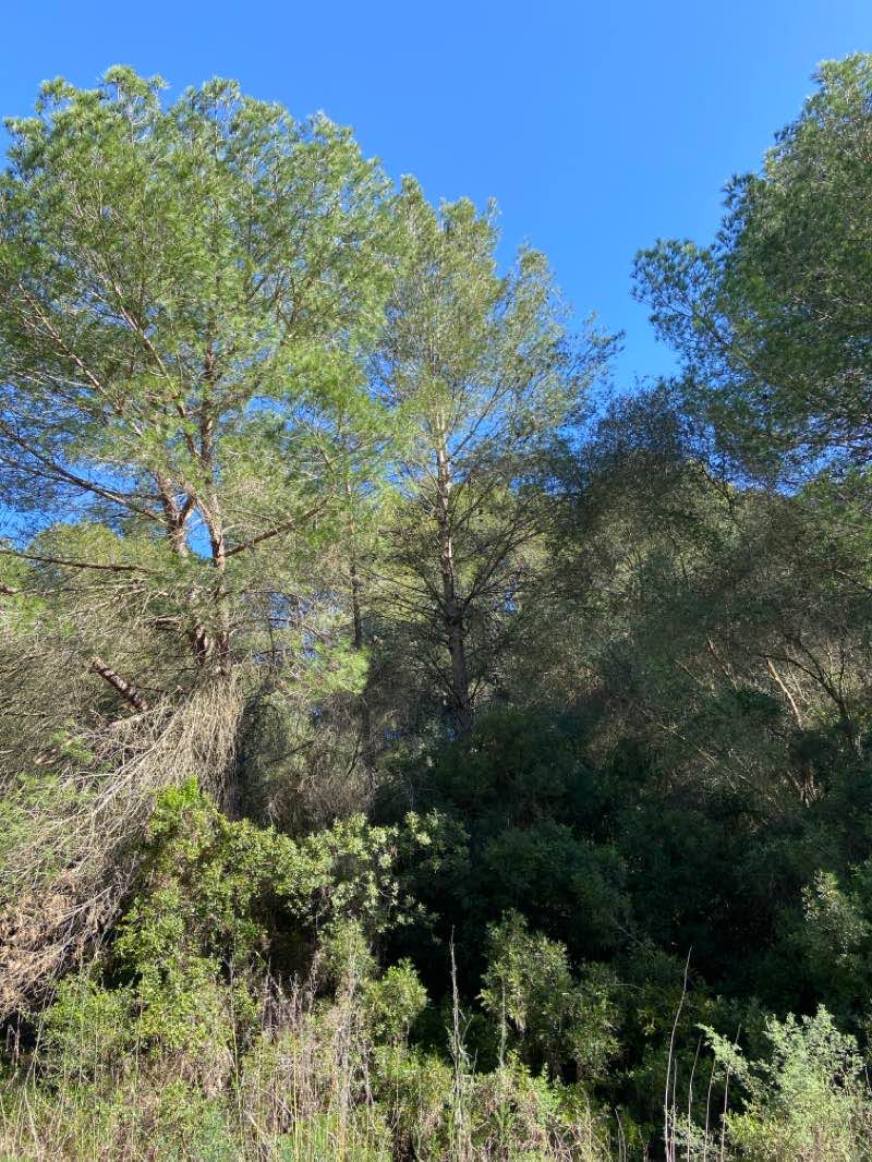 walking near me in Parque de la vida in winter