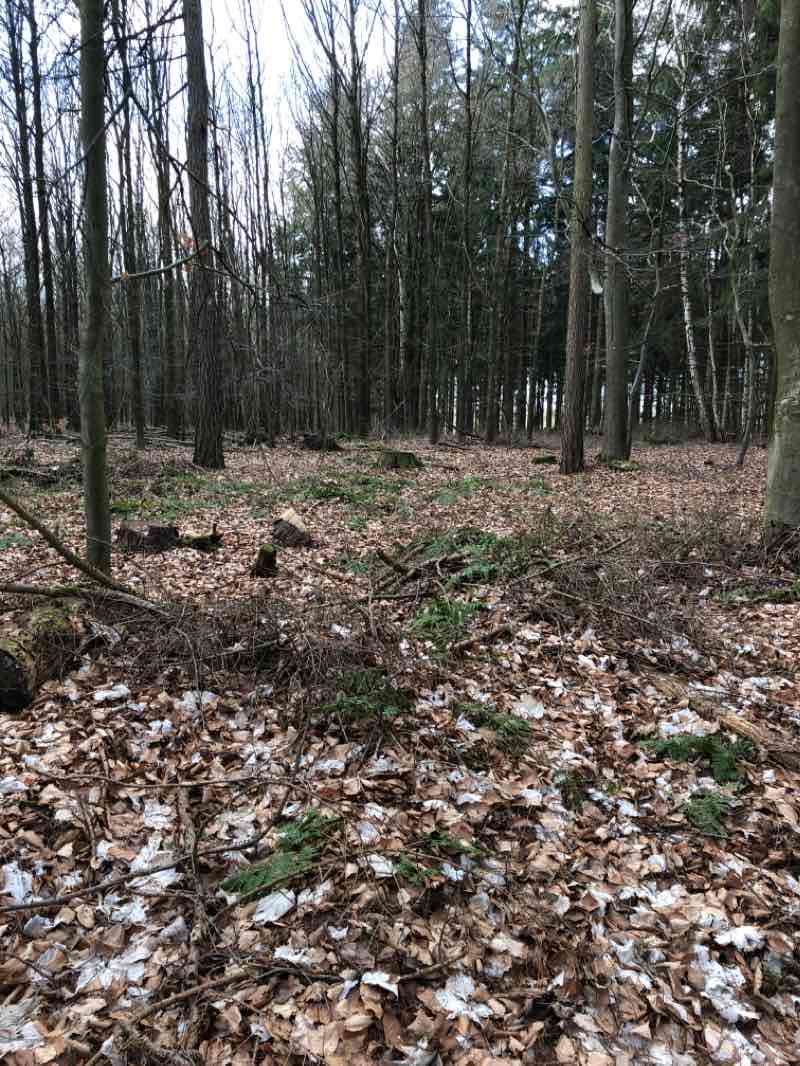 walking near me in Ernst-Wittmark-Park in winter