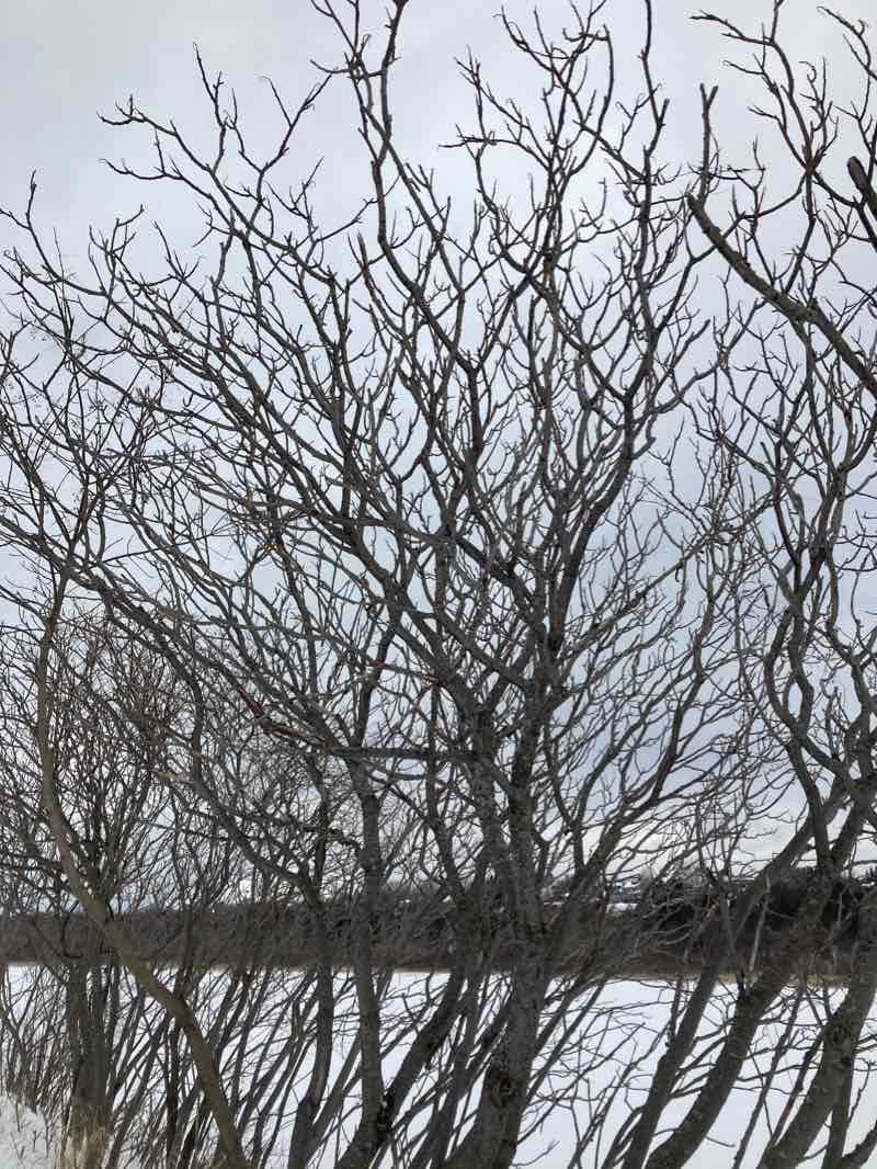 walking near me in Réserve naturelle du Marais-Léon-Provancher in winter