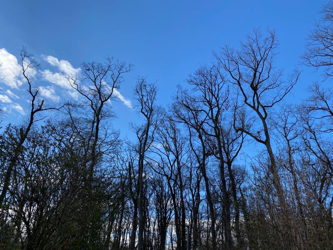 walking near me in Parc Saint-Jean in winter