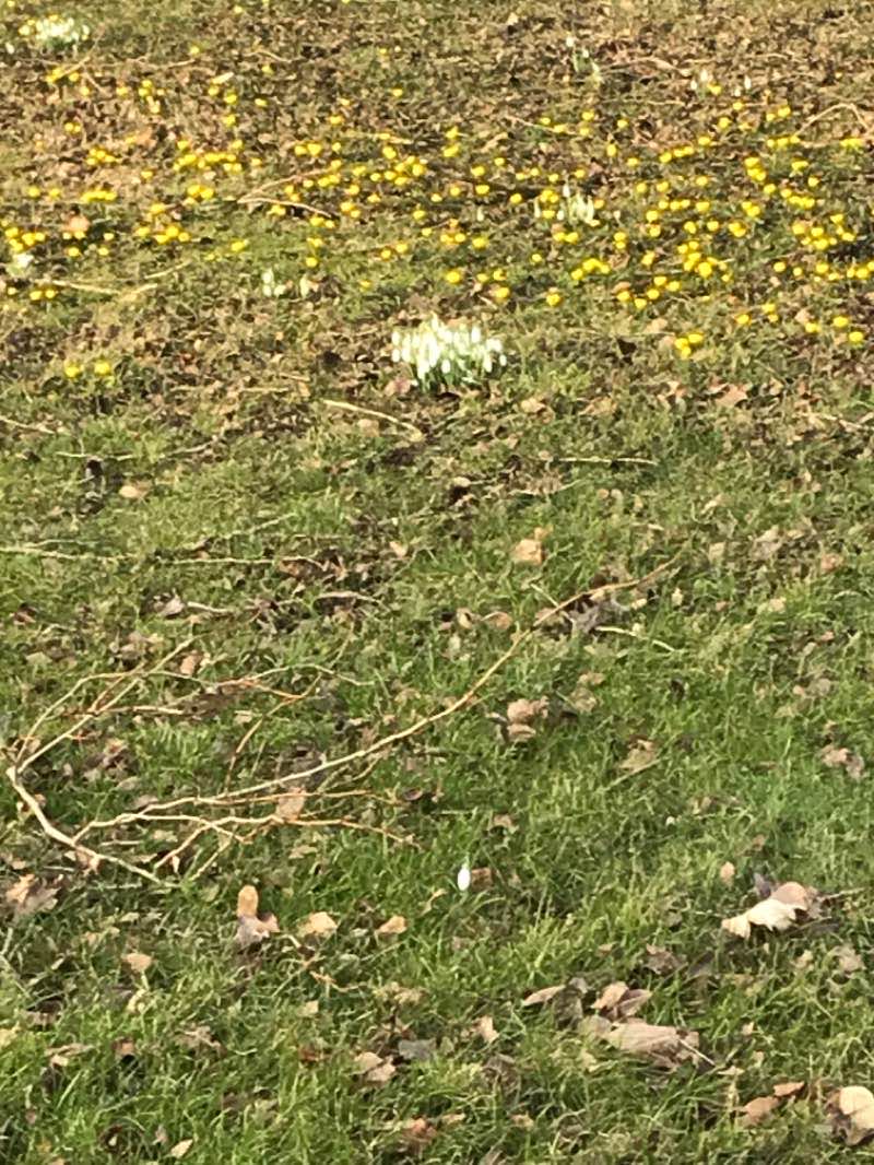 walking near me in Marienlystparken in winter