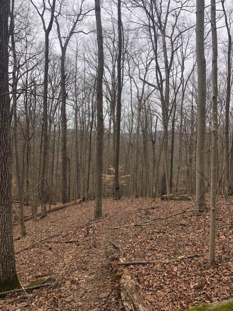 walking near me in Coonskin Park in winter