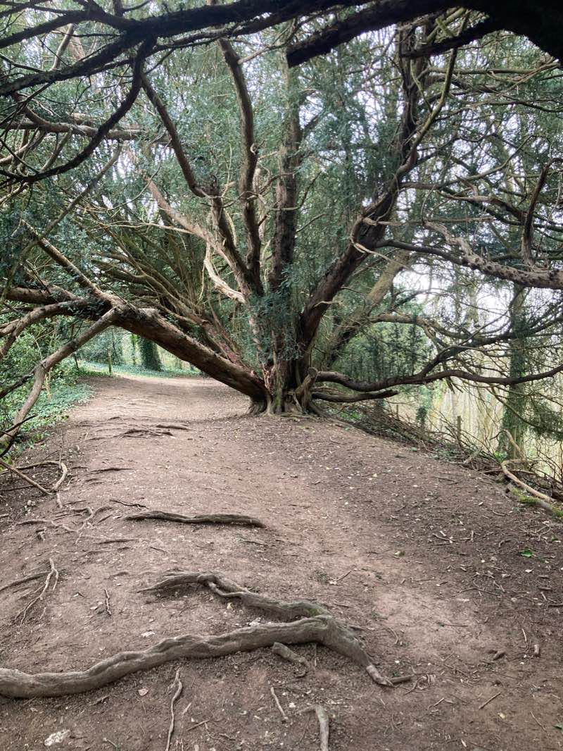 walking near me in Olivers Battery Recreation Ground in winter