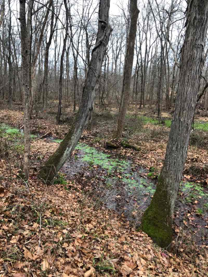 walking near me in Evansburg State Park in winter