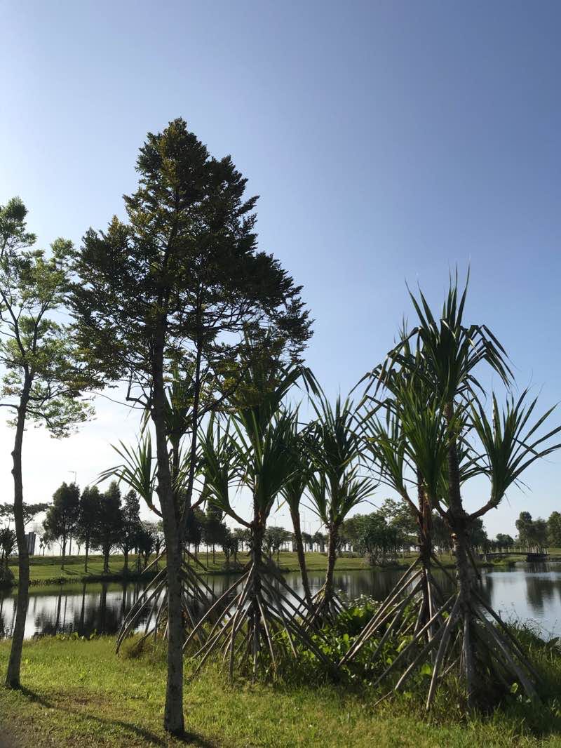 walking near me in EcoWorld Eco Sanctuary Recreational Park in winter